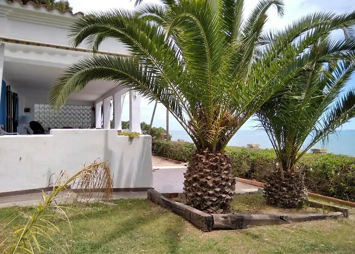 Sargantana Blava Sant Carlos de la Ràpita